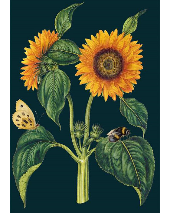 Madame Treacle - Sunflower Card