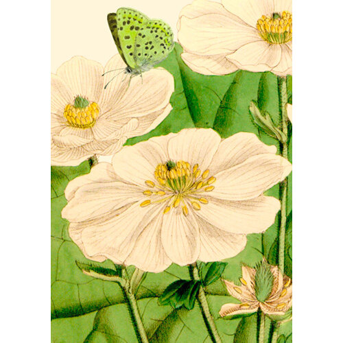 Madame Treacle White Poppy Anemone Card