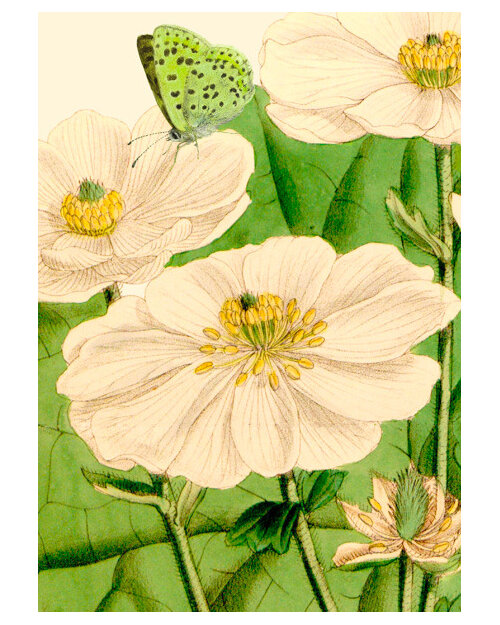 Madame Treacle White Poppy Anemone Card