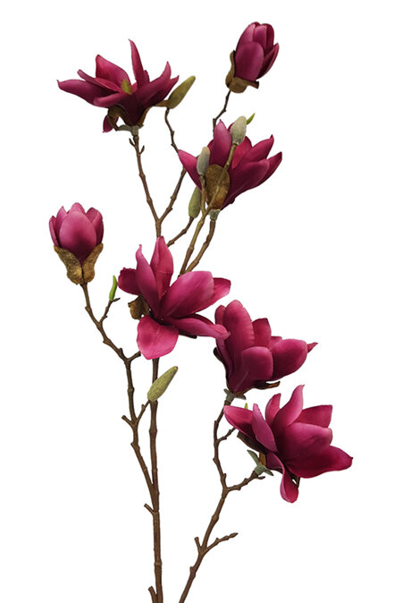 Magnolia Branch Spring Stem 4531