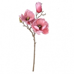 Magnolia flowering branch pink