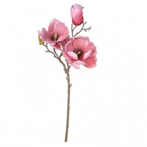 Magnolia flowering branch pink 4568