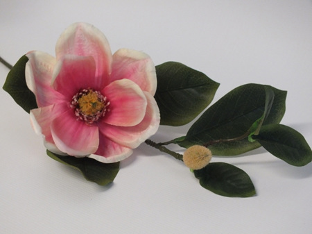 Magnolia Stem pink cream 1916