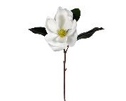 Magnolia Stem White 4084
