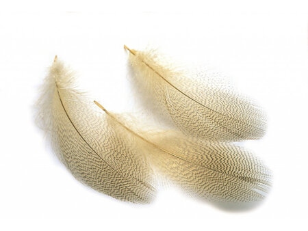 Mallard Duck Flank Feathers