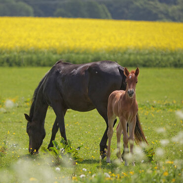 mare and foal