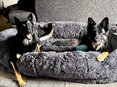 Me and My Pooch - Human & Pet Bed *ORDER ONLY*