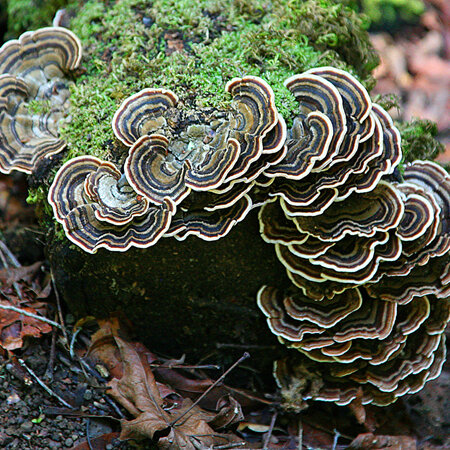 Medicinal Mushrooms