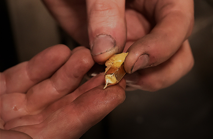 Melted precious metal gold ingot jeweller's hand jewellery workshop