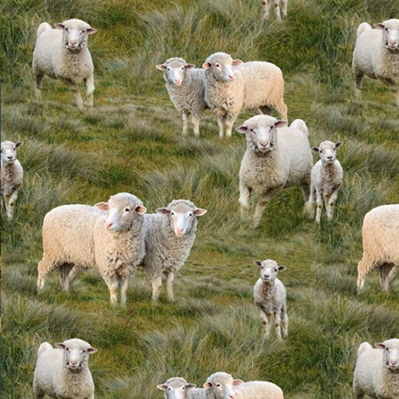 Merino Muster Sheep Lambs all over 18494