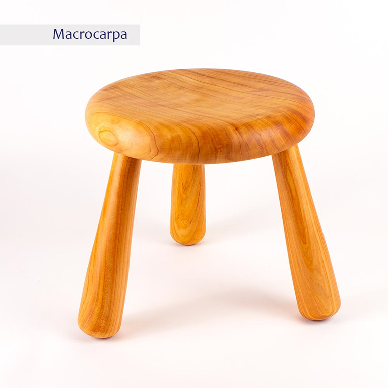 milking stool - macrocarpa