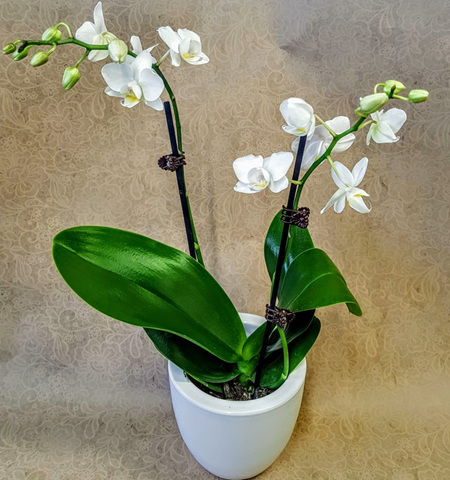 Mini Phalaenopsis Orchid Plant