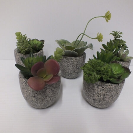 Mini pots of succulents 2306