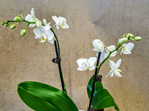 Miniature Phalaenopsis Orchid Plant