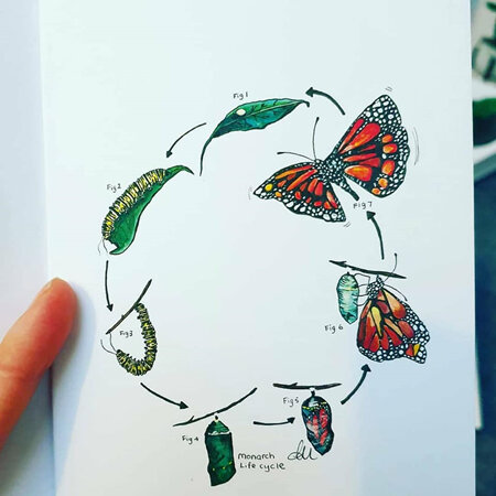 Monarch Lifecycle