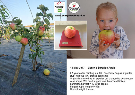 Monty's Surprise Apple does exceedingly well in EverGrow Bag