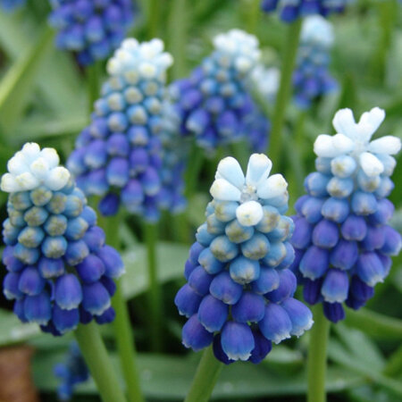 Muscari Touch of Snow