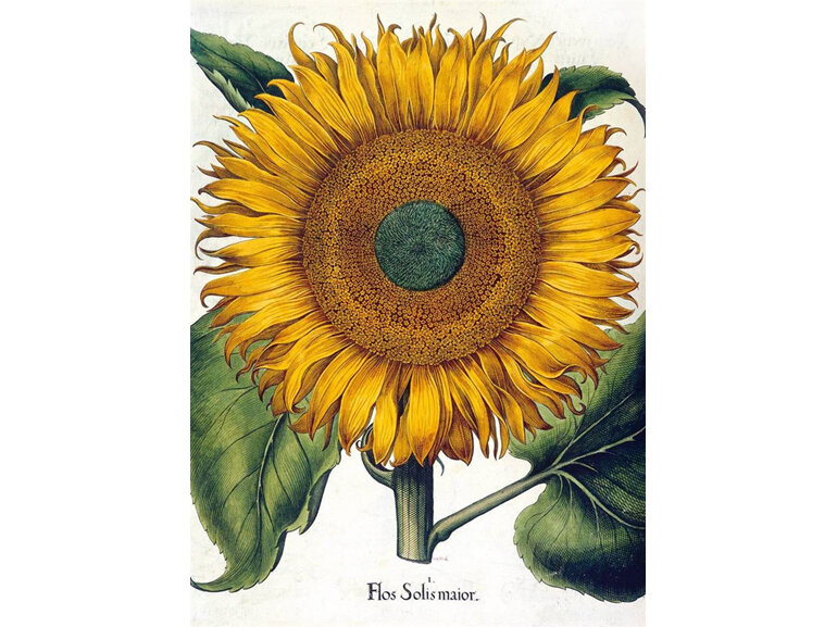 Museums & Galleries - Botanical Illustrations 8 Notecards 2 Designs