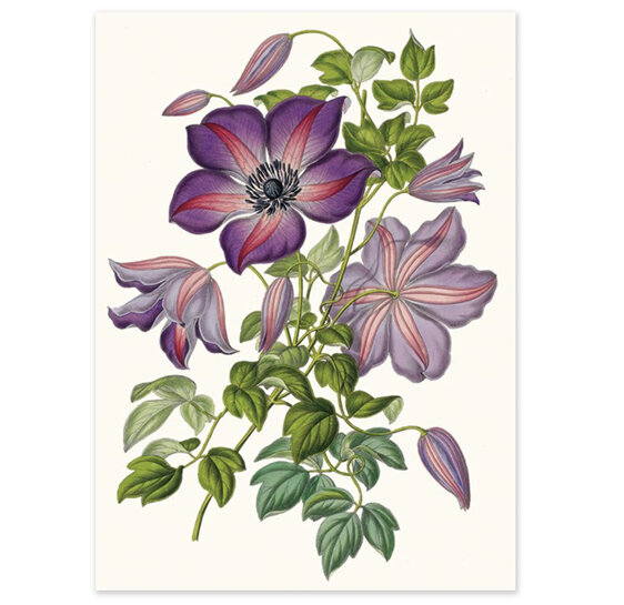 Museums & Galleries Card clematis viticella venosa botanical flower