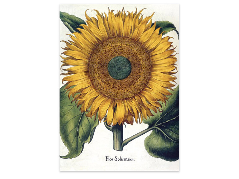 Museums & Galleries Card sunflower botanical flower