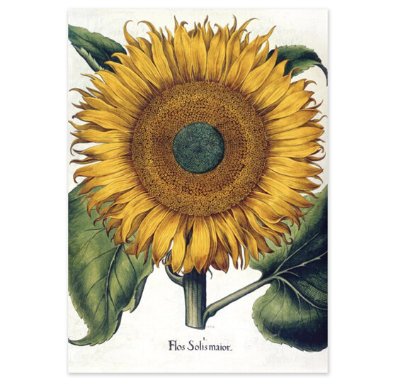 Museums & Galleries Card sunflower botanical flower