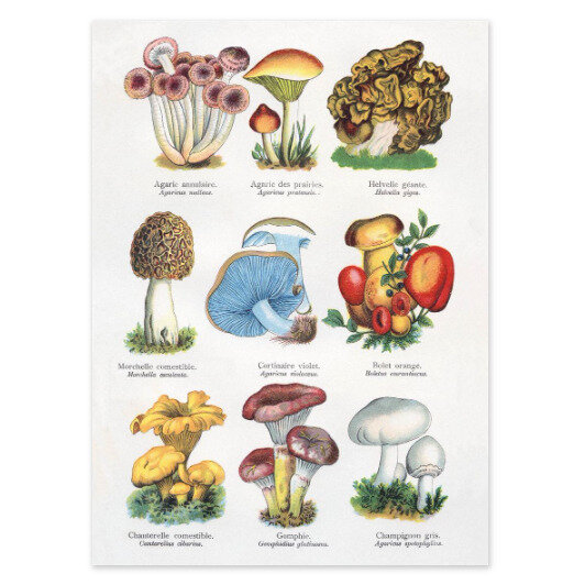Museums & Galleries Classics | Mushrooms Card