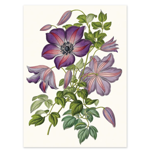 Museums & Galleries - Clematis Viticella Venosa Card