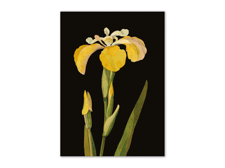 Museums & Galleries Iris Pseudacorus Mini Pocket Notebook