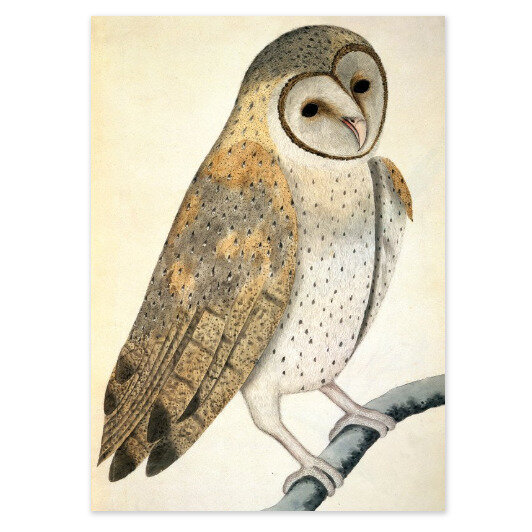 Museums & Galleries Owl Watercolour British Library Card