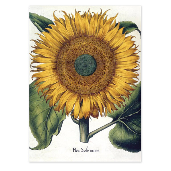 Museums & Galleries - Sunflower Card British Library
