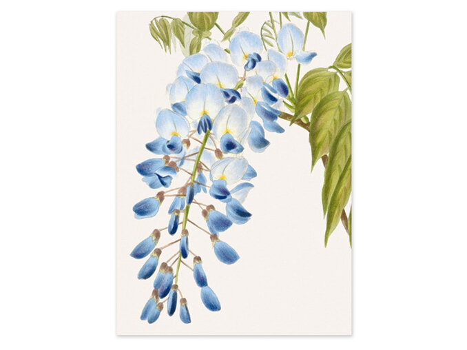 Museums & Galleries Wisteria Card
