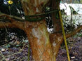 Myrtus apiculata