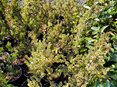 Myrtus apiculata Glanleam Gold