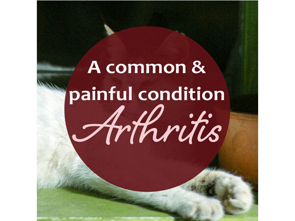 Navigating Arthritis in Your Pets