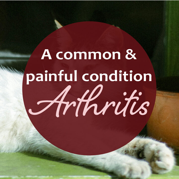 Navigating Arthritis in Your Pets