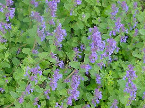 Nepeta mussinii