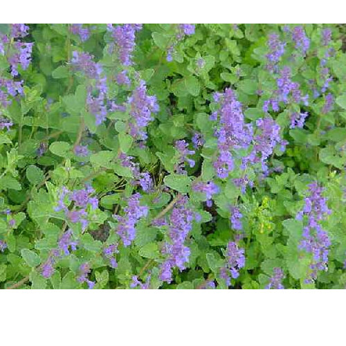 Nepeta mussinii