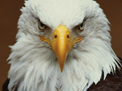 New York Puzzle 100pce  puzzle Bald Eagle buy at www.puzzlesnz.co.nz
