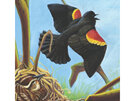 New York Puzzle Company Cornell Birds Red Winged Blackbird 100 Piece Mini Puzzle