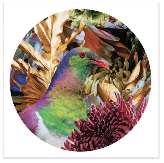 New Zealand Artist Lucy Gauntlett Kereru's Calling Card Native Bird Photography