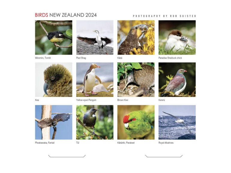 New Zealand Birds 2024 Mini Wall Calendar Photography by Rob Suisted