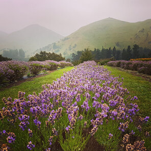 New Zealand lavender Avice Hill