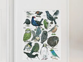 NZ Birds and Flora SET of 3 in A3