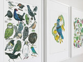 NZ Birds and Flora SET of 3 in A3