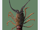 NZ Crayfish Colourway