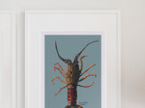 NZ Crayfish Colourway
