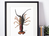 NZ Crayfish  Set of 3