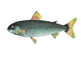 NZ Grayling Freshwater Fish