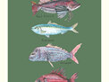 NZ Native Fish Colourway