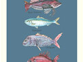 NZ Native Fish Colourway